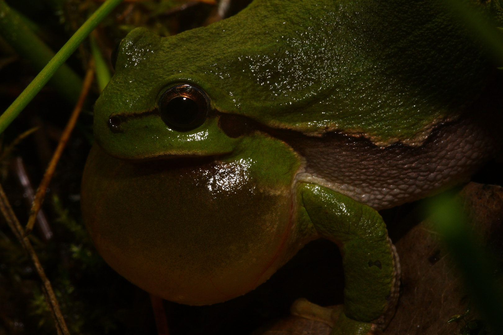 Laubfrosch (Hyla arborea) Schallblase (Mielkendorf; Schleswig Holstein)