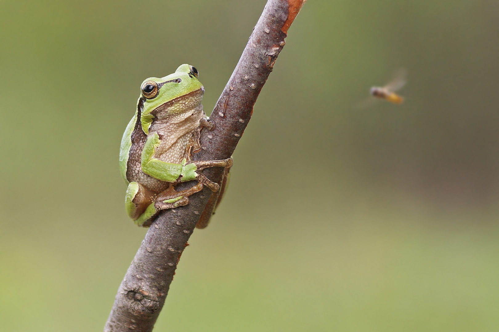 Laubfrosch (Hyla arborea) wartet auf sein Abendessen.....