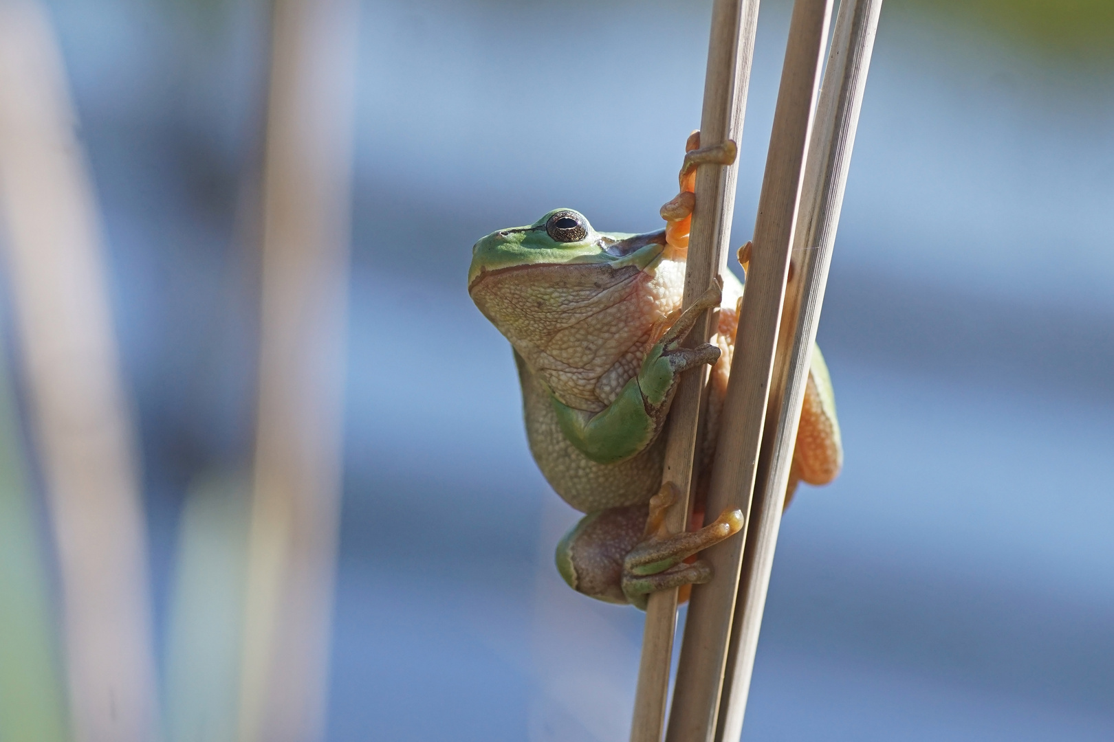 Laubfrosch (Hyla arborea), Weibchen