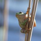 Laubfrosch (Hyla arborea), Weibchen