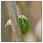 Laubfrosch (Hylidae)