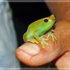 Laubfrosch im Amazonas-Dschungel................