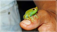 Laubfrosch im Amazonas-Dschungel................