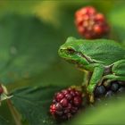 laubfrosch im dornendjungel