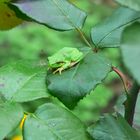 Laubfrosch im Garten 2