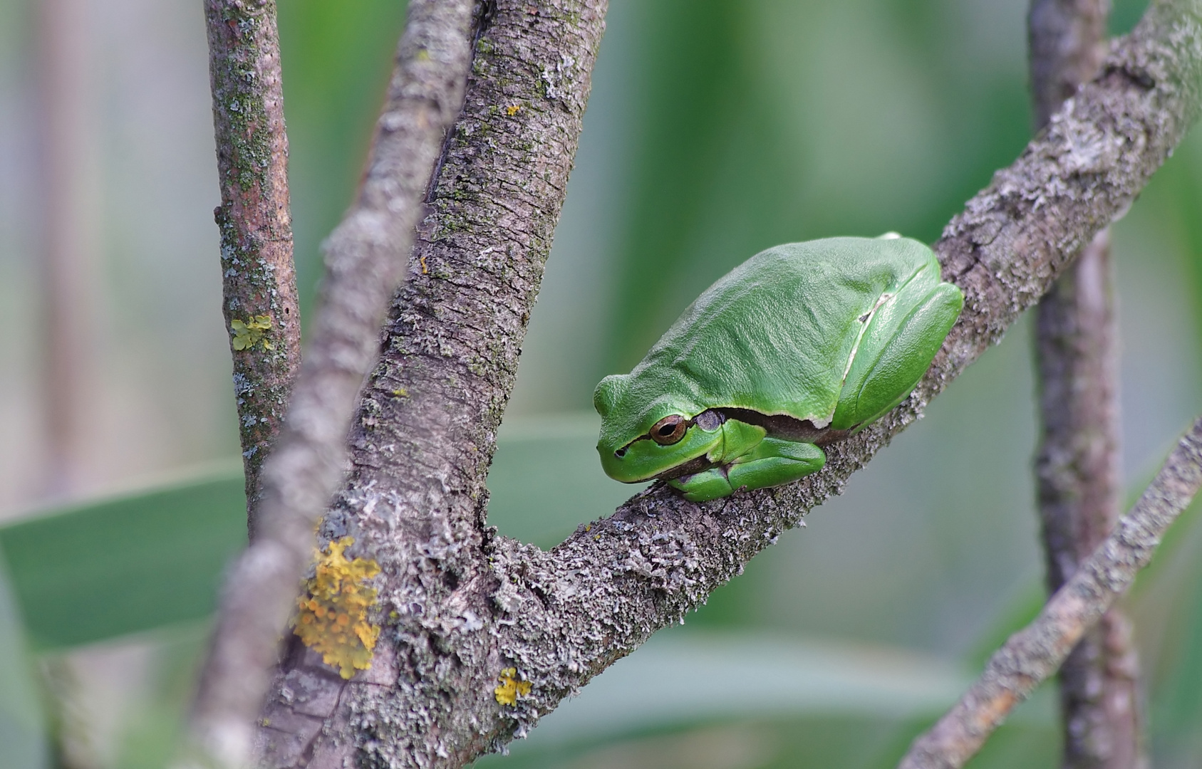 Laubfrosch im Geäst