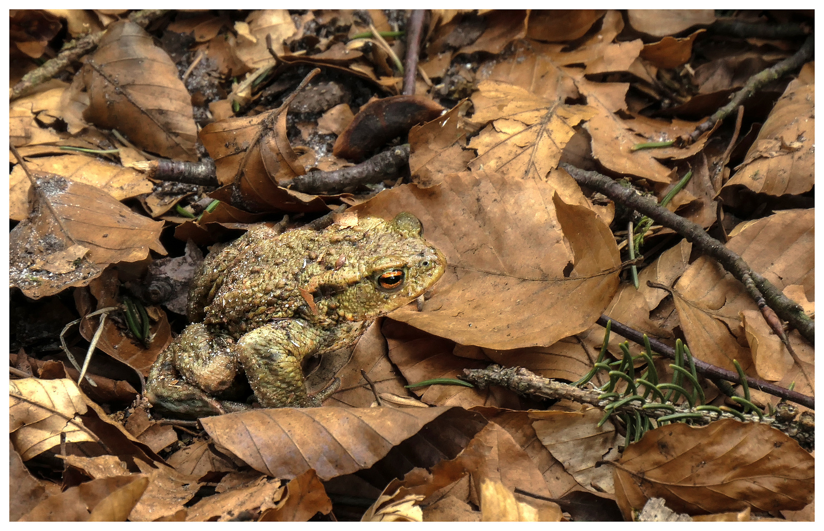 Laubfrosch im Laub