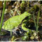 Laubfrosch im Morgentau (Hyla arborea)