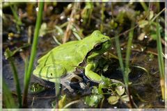 Laubfrosch im Morgentau (Hyla arborea)