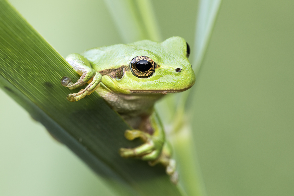 Laubfrosch im Schilf