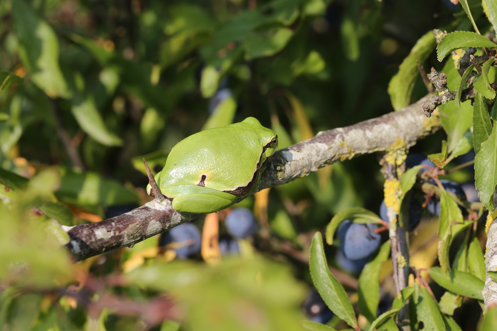 Laubfrosch im Schleenbusch