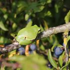 Laubfrosch im Schleenbusch