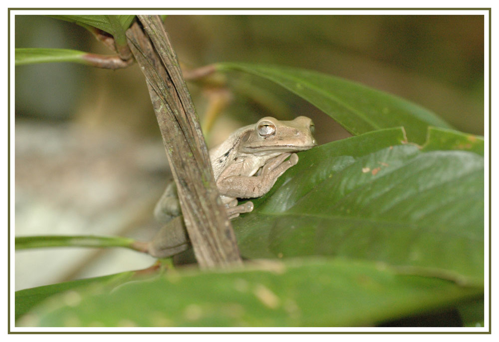 Laubfrosch in Costa Rica