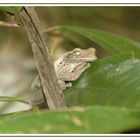 Laubfrosch in Costa Rica