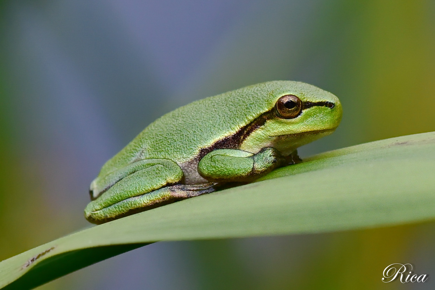 Laubfrosch in der Sonne