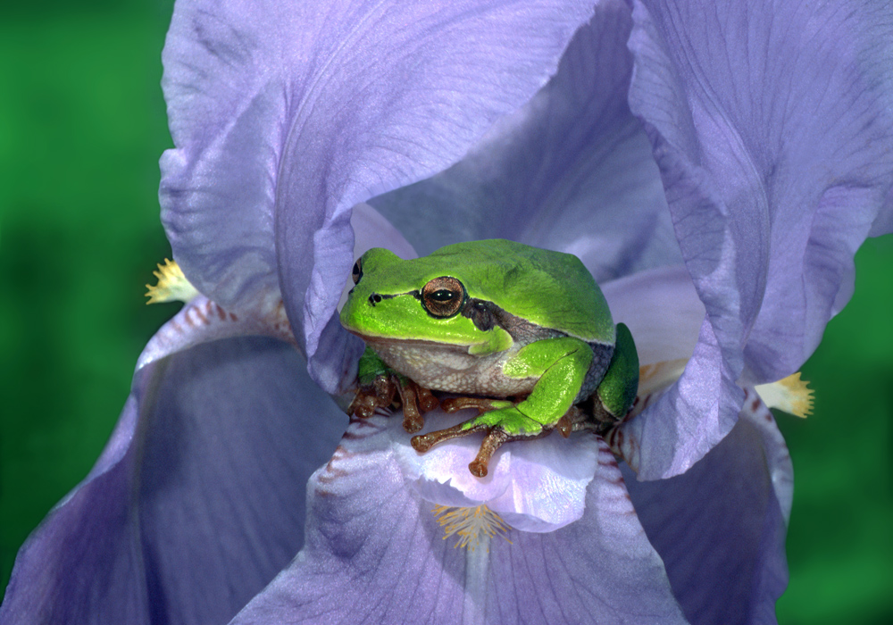 Laubfrosch in Lilie