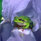 Laubfrosch in Lilie