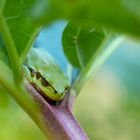 Laubfrosch in Naturschaukel 