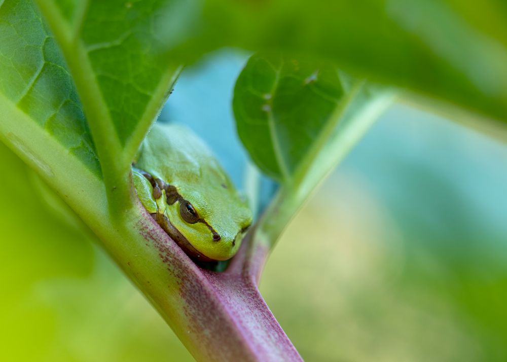 Laubfrosch in Naturschaukel 