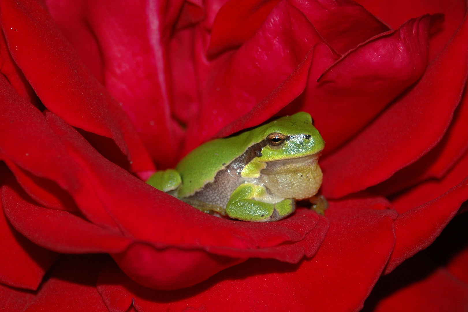 Laubfrosch in Rose