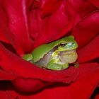 Laubfrosch in Rose