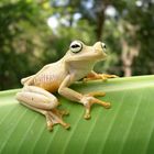 Laubfrosch in Venezuela (auf Bananenblatt)