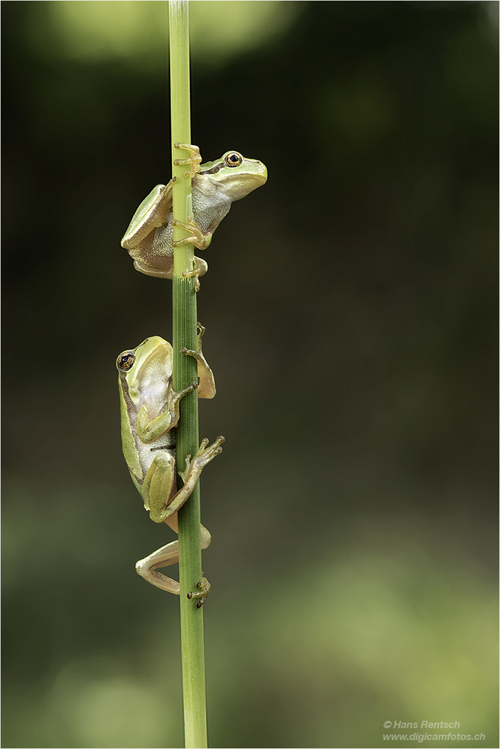 Laubfrosch-Kinder