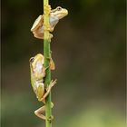 Laubfrosch-Kinder