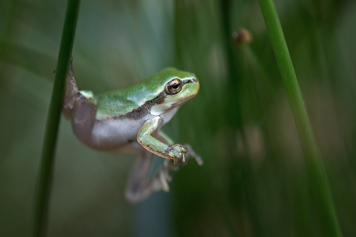 Laubfrosch Kopie