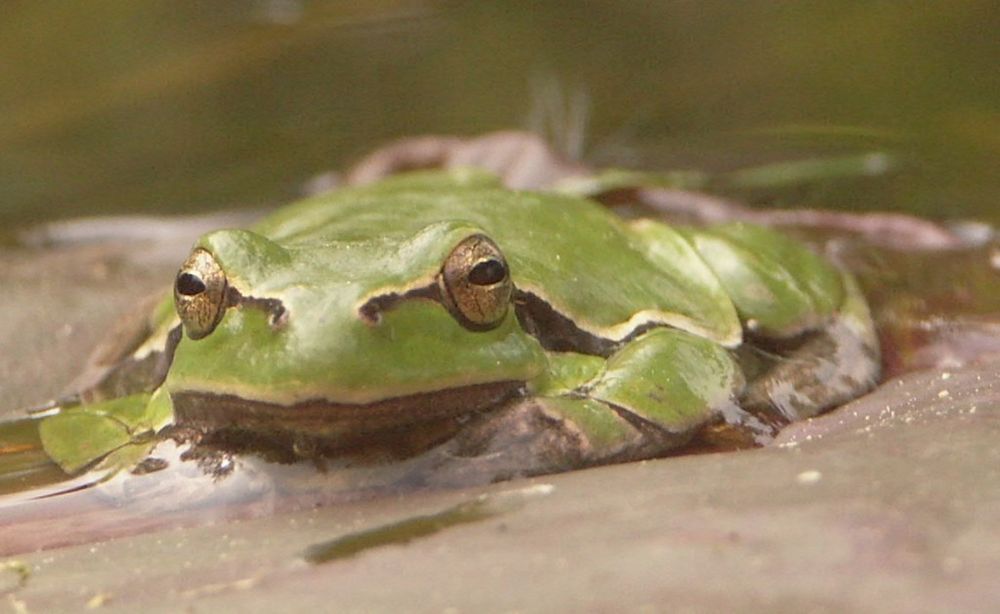 Laubfrosch, Makroaufnahme