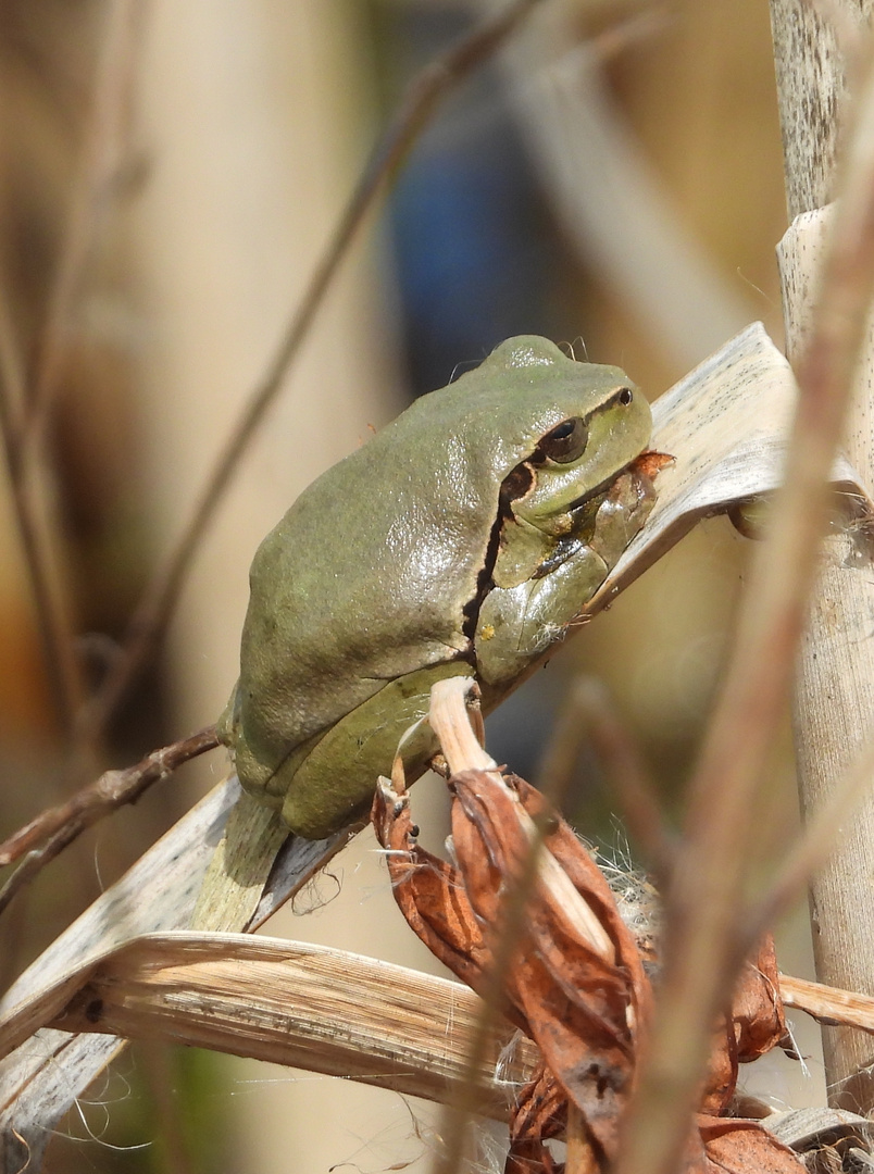 Laubfrosch mal in einer anderen Farbe !