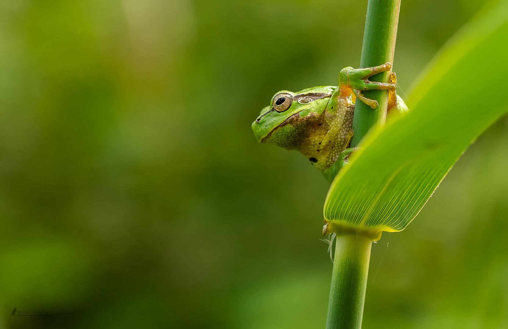 Laubfrosch mein erster...