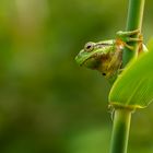 Laubfrosch mein erster...