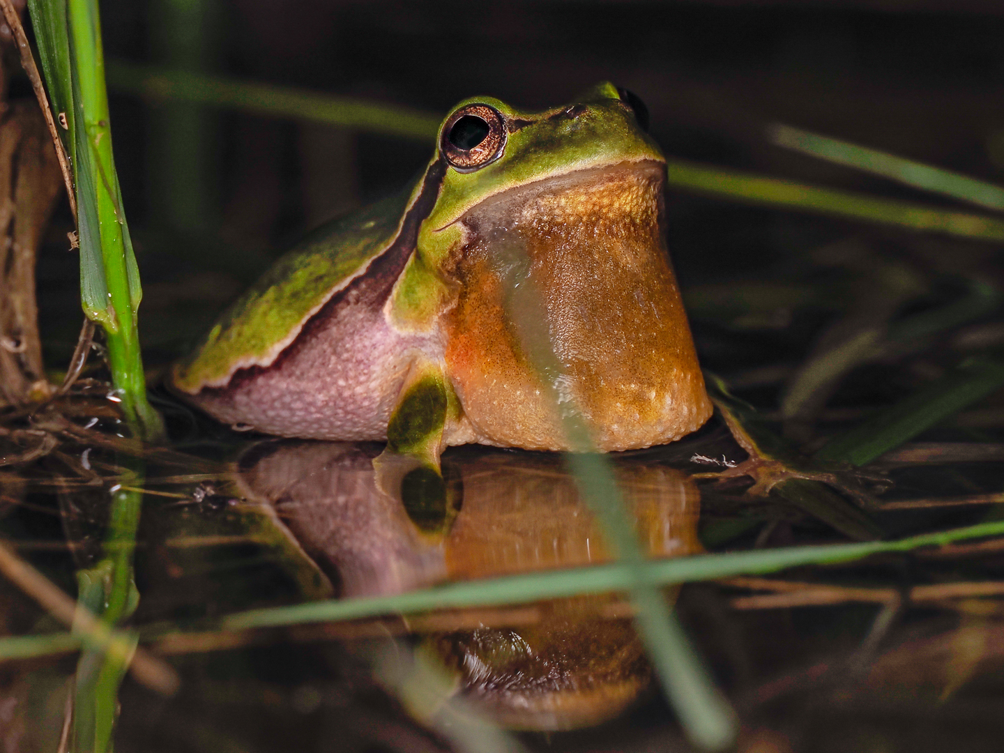 Laubfrosch mit erschlaffter Schallblase