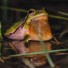 Laubfrosch mit erschlaffter Schallblase