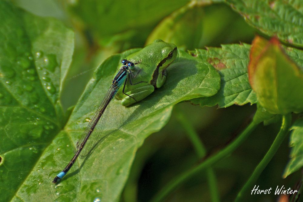 Laubfrosch mit Große Pechlibelle