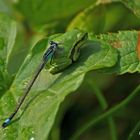 Laubfrosch mit Große Pechlibelle