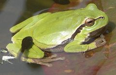 Laubfrosch mit Qualquappe