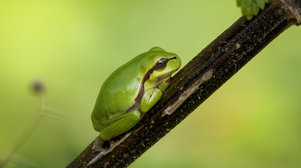 Laubfrosch Nr.2