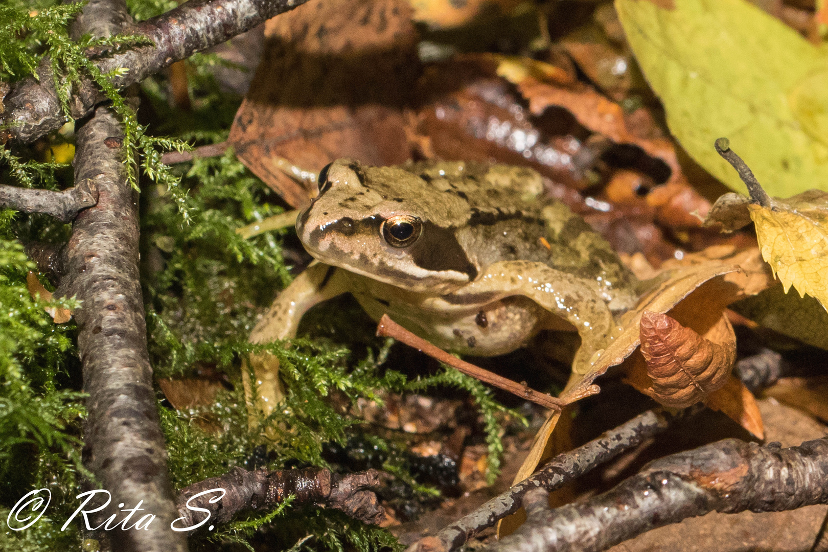 Laubfrosch oder nicht ?