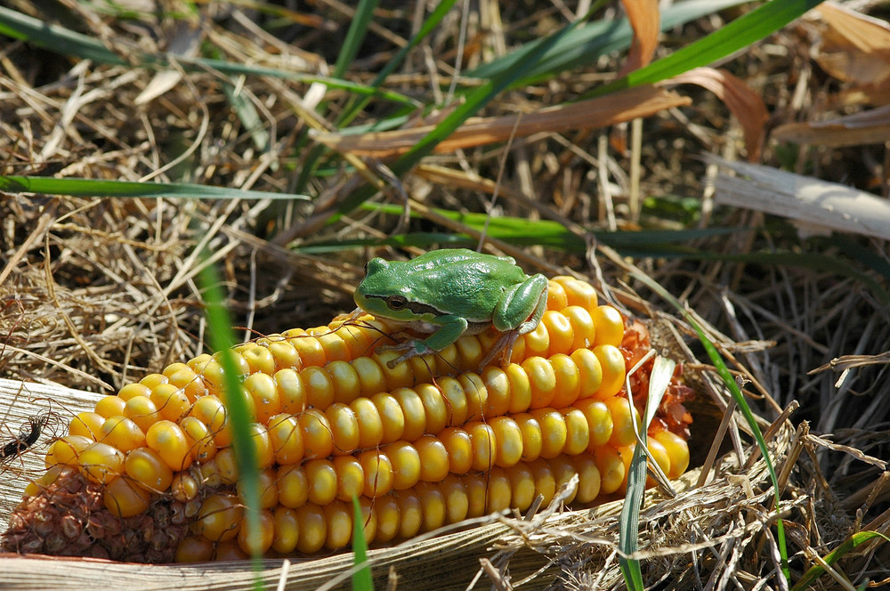 Laubfrosch " Popkorn oder Froschschenkel  "