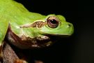 Laubfrosch - Portrait by Jürgen G. 