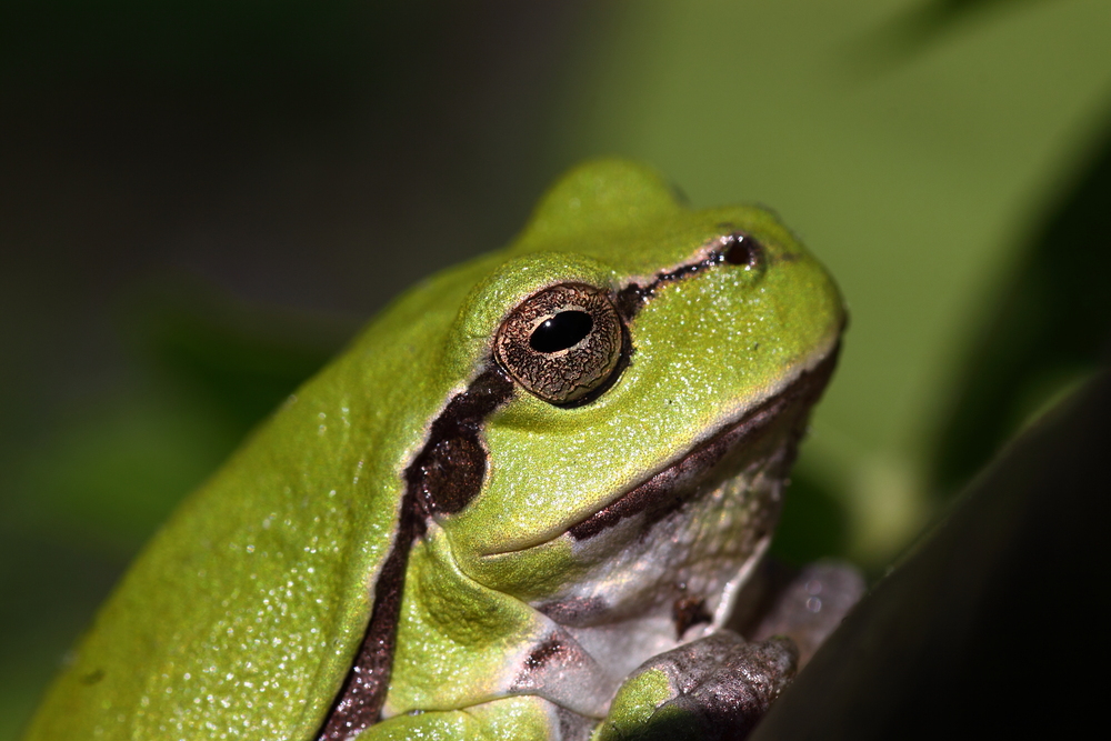 Laubfrosch Portrait