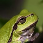 Laubfrosch Portrait