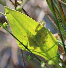 Laubfrosch Schattenspiel