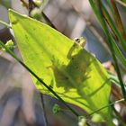 Laubfrosch Schattenspiel