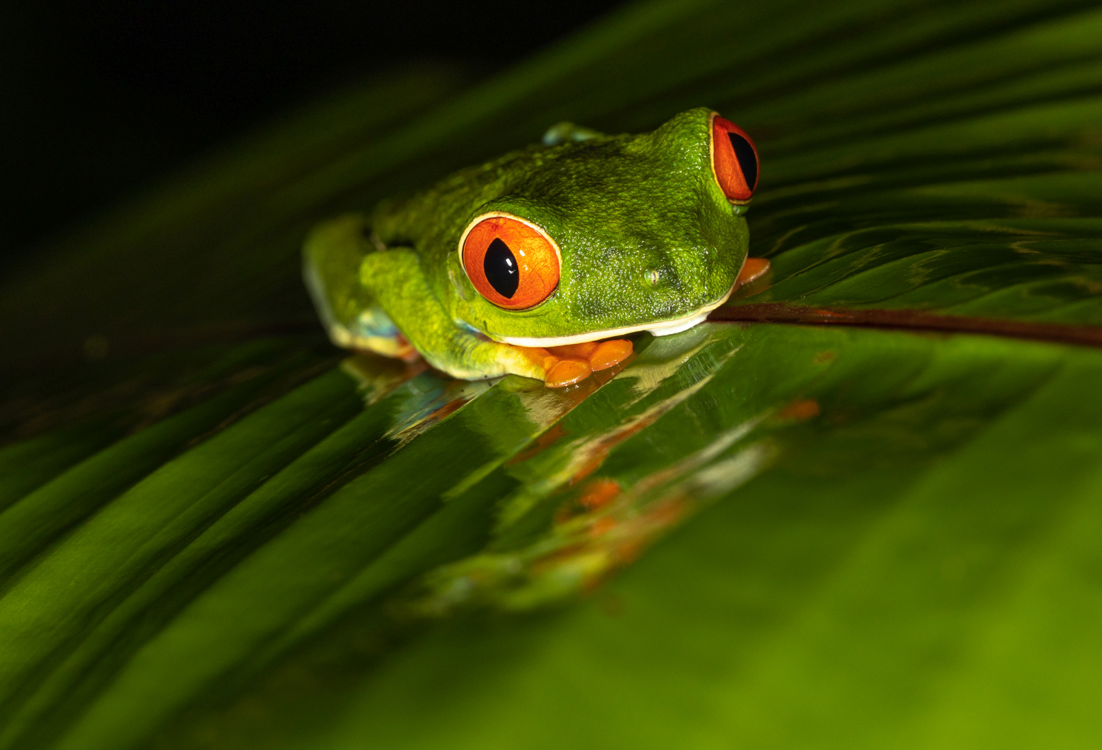 Laubfrosch-Spiegel 