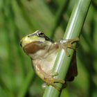 Laubfrosch - Stabsprung