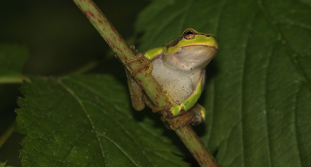 Laubfrosch ( + TIER INFO)