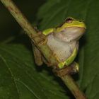 Laubfrosch ( + TIER INFO)